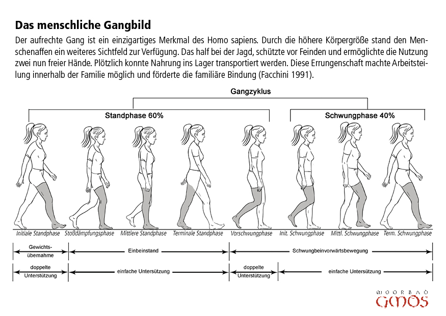 Gangzyklus2